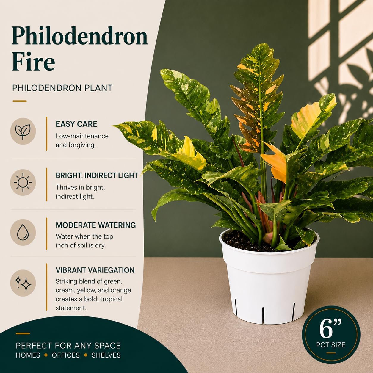 Philodendron Fire Variegated Live Plant
