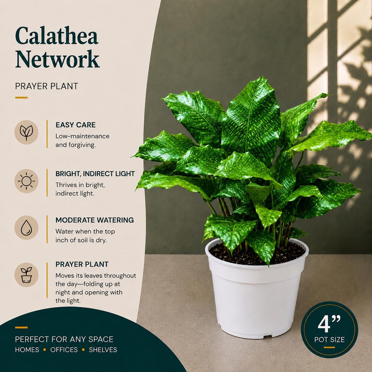 Calathea Network Live Plant