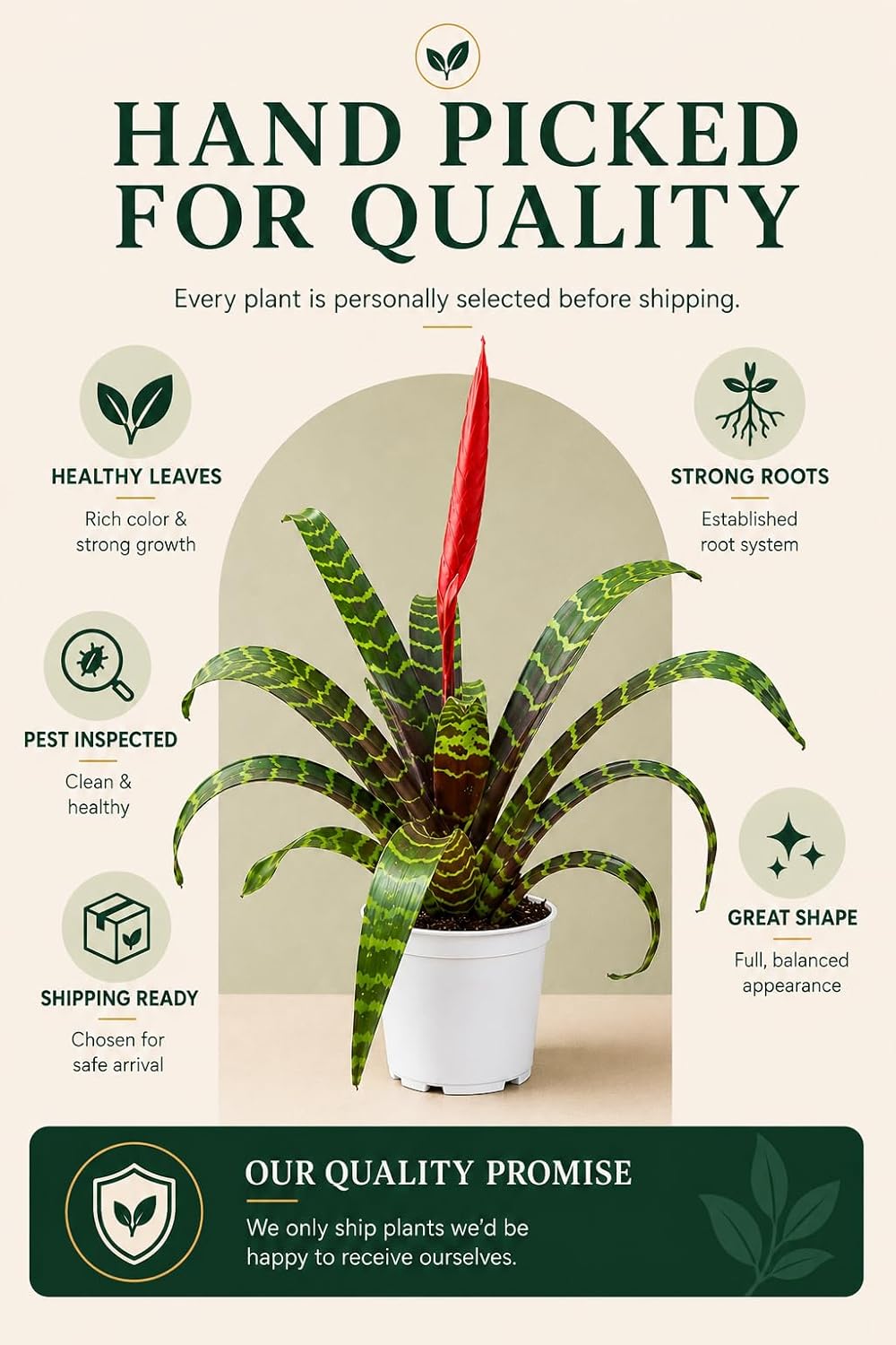 Bromeliad Flaming Sword Live Plant