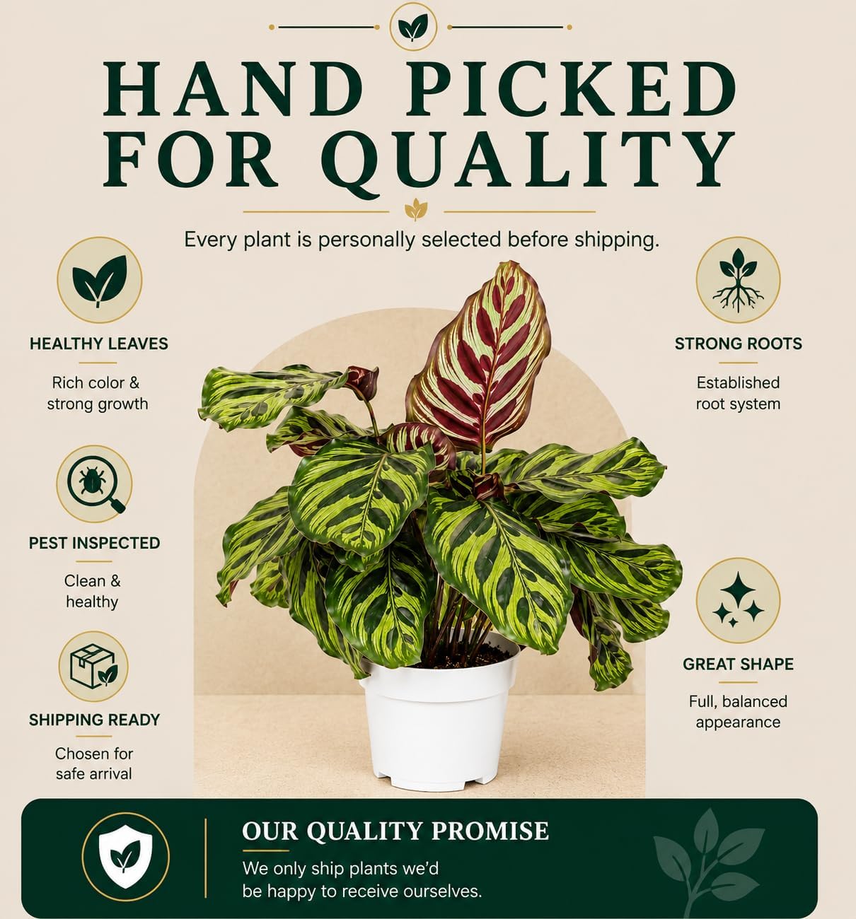 Calathea Peacock Live Plant