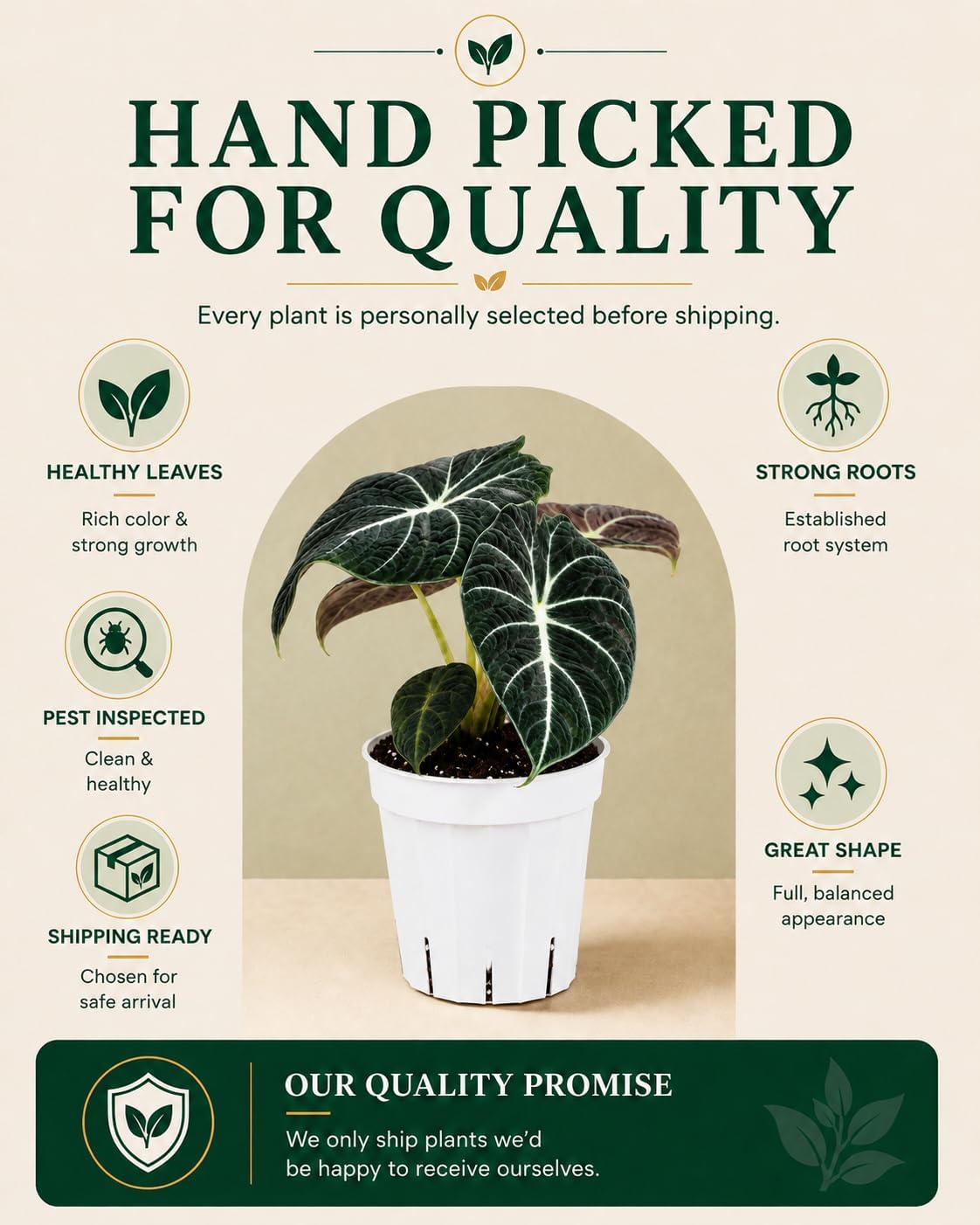 Alocasia Black Velvet Live Plant