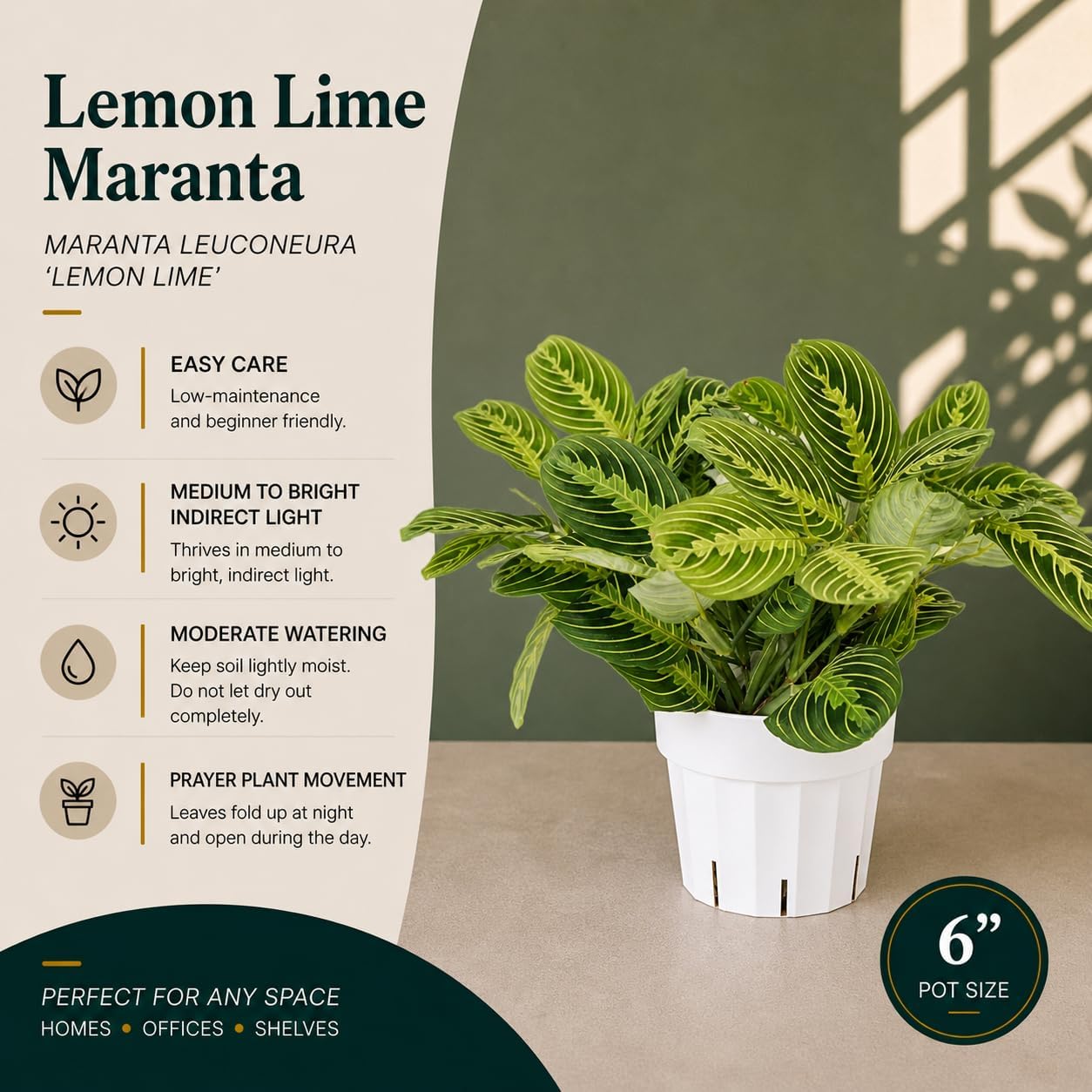 Lemon Lime Maranta Live Plant