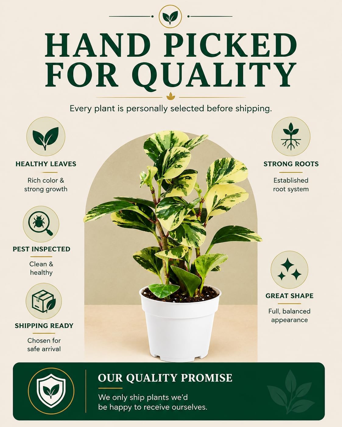 Peperomia Marble Live Plant