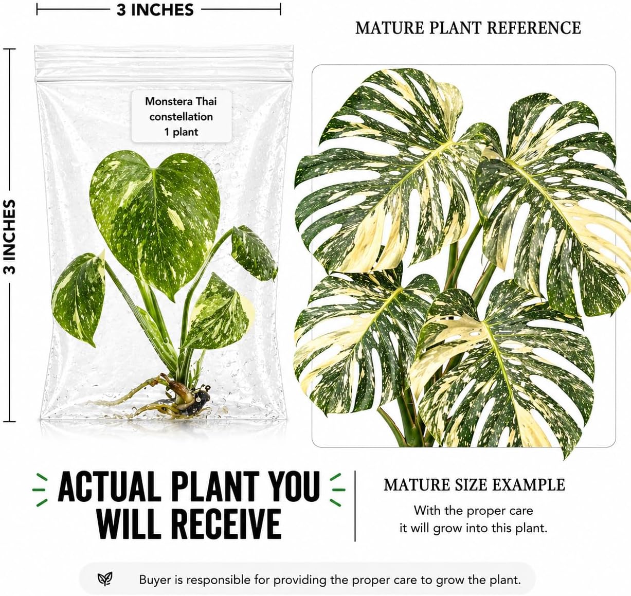 Monstera Thai Constellation Tissue Culture Starter Plant