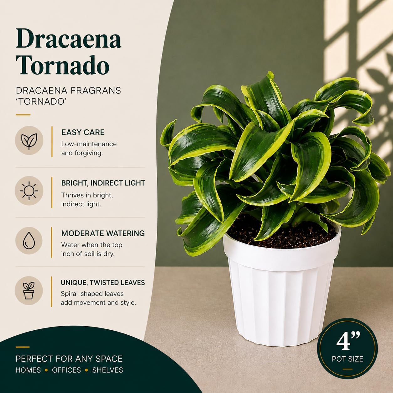 Dracaena Tornado Live Plant