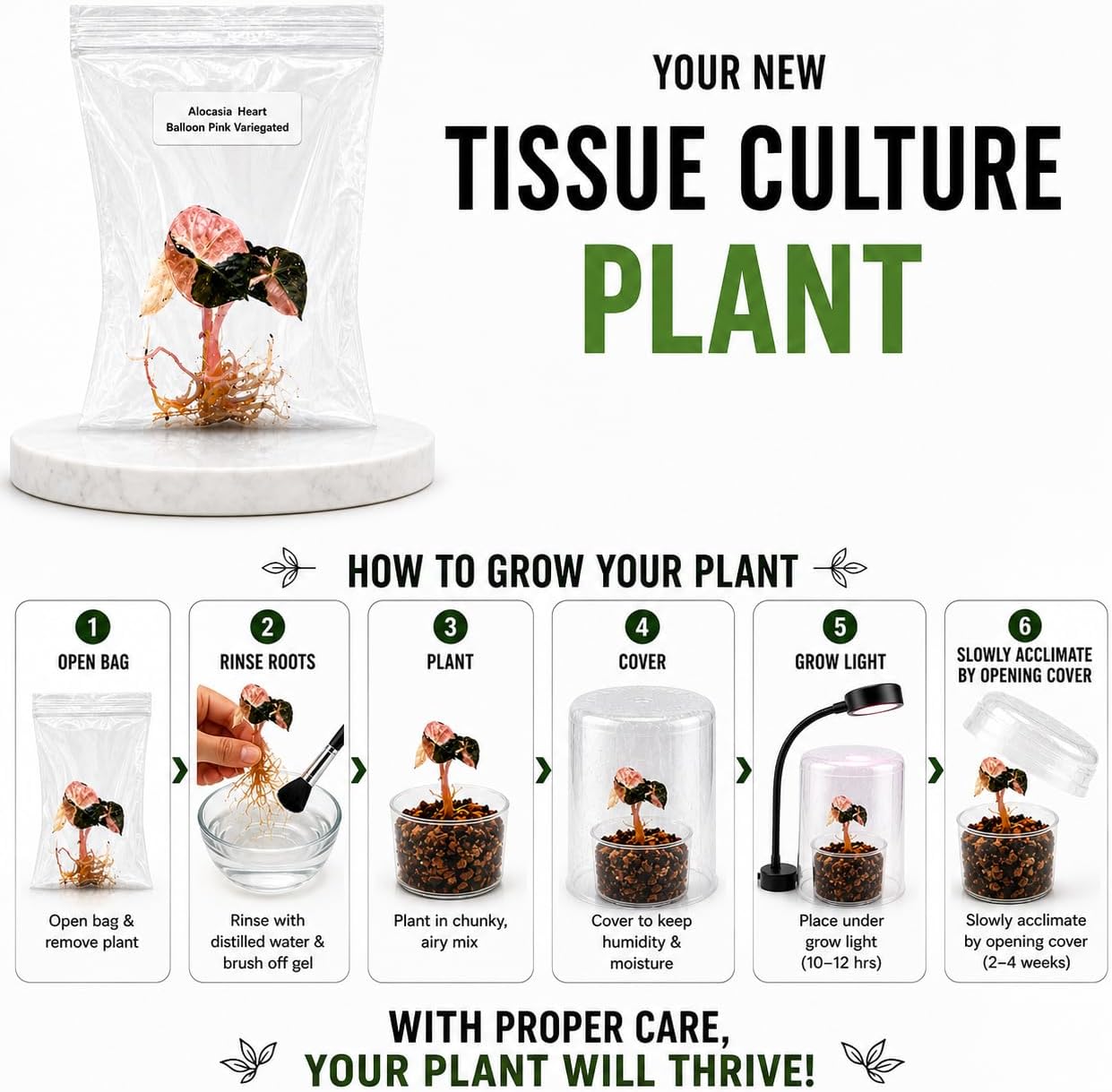 Philodendron Orange Princess Marble Tissue Culture Starter