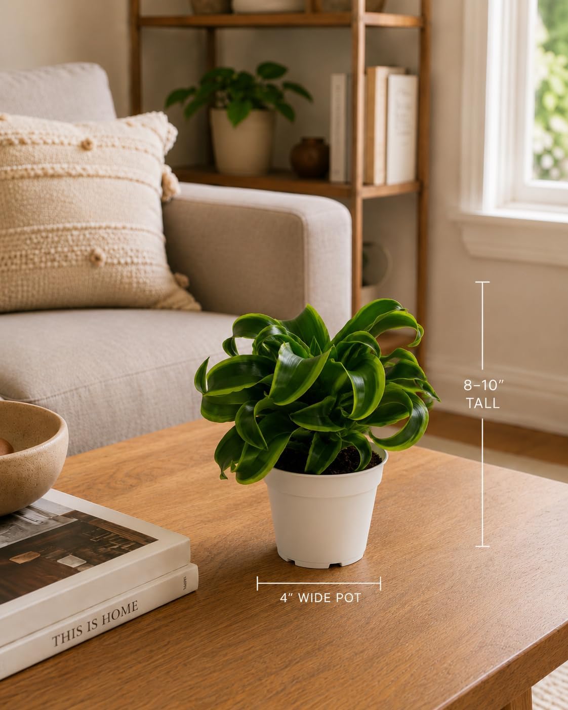 Dracaena Tornado Live Plant