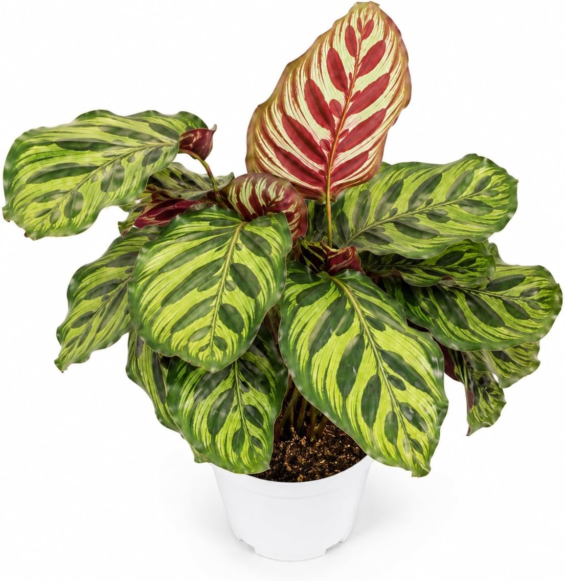 Calathea Peacock Live Plant