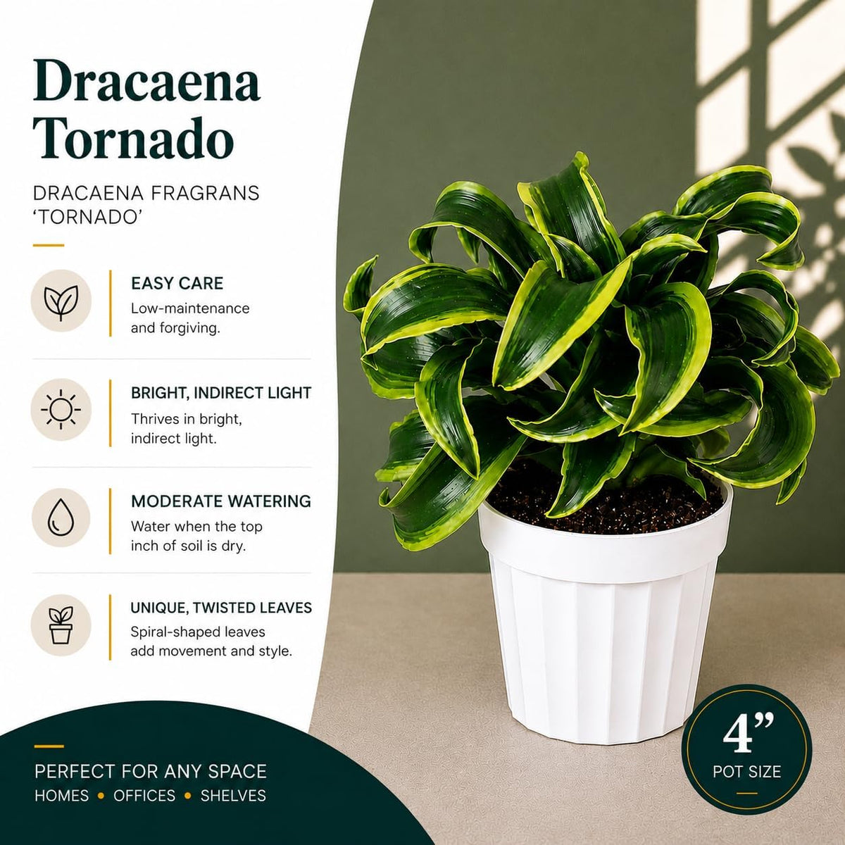 Dracaena Tornado Live Plant