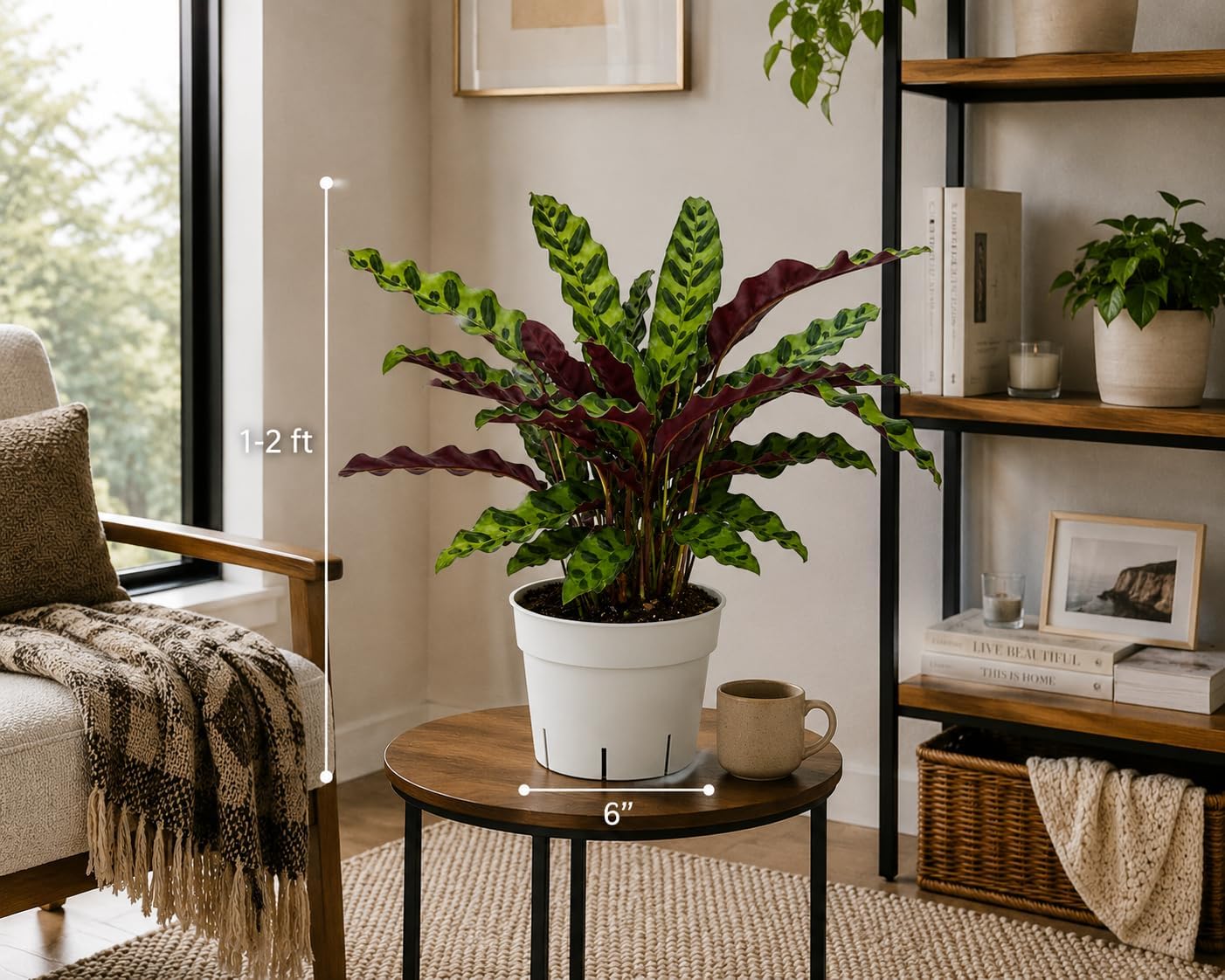 Rattlesnake Calathea Live Plant