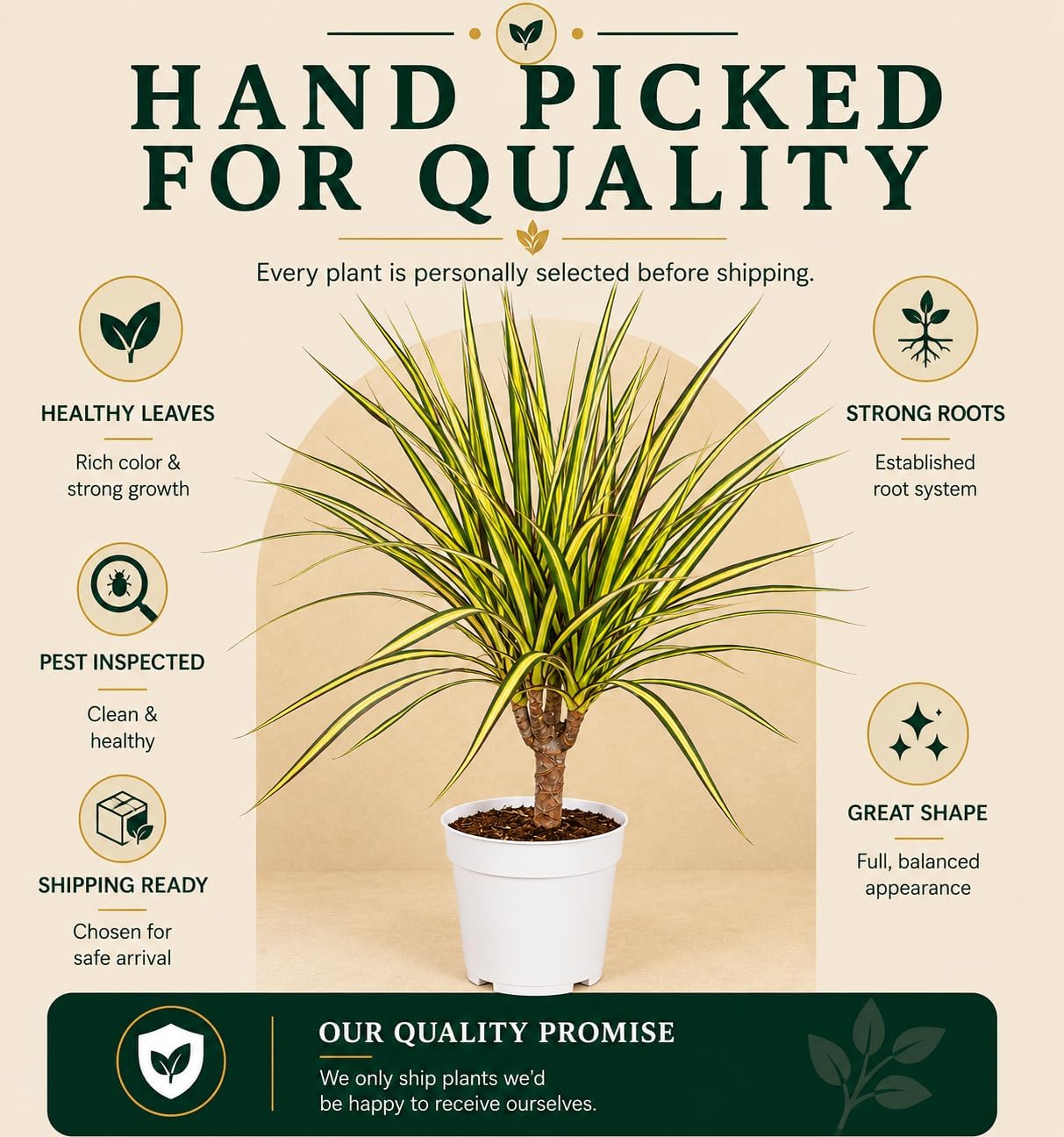 Dracaena Marginata Kiwi Live Plant