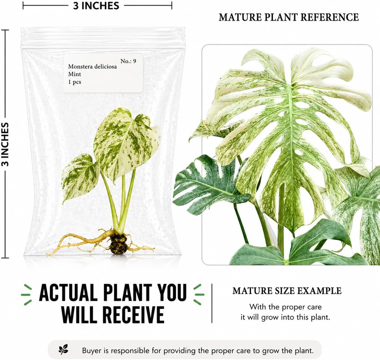 Rare Monstera Mint Tissue Culture, Live Starter Plant