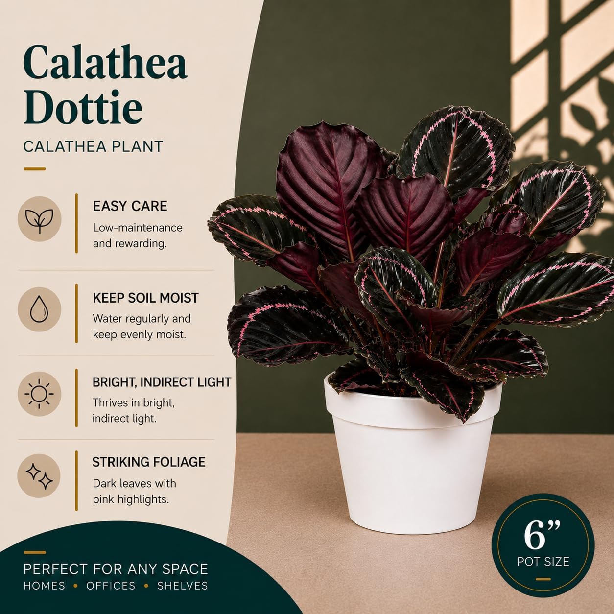 Large Calathea Dottie Live Plant