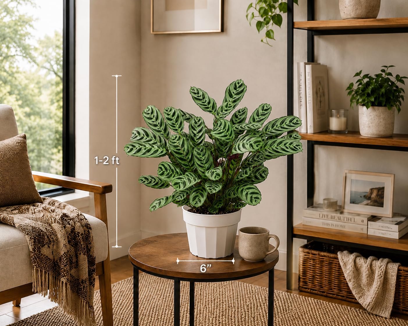 Calathea Burle Marx Live Plant
