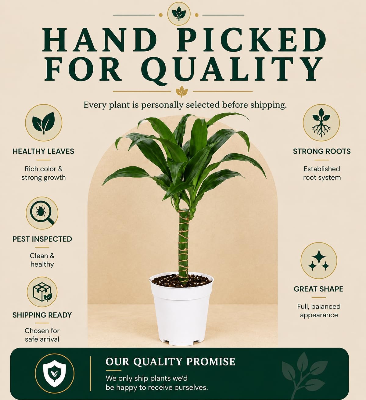 Dracaena Black Beauty Live Plant