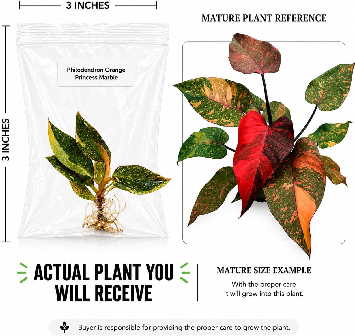 Philodendron Orange Princess Marble Tissue Culture Starter