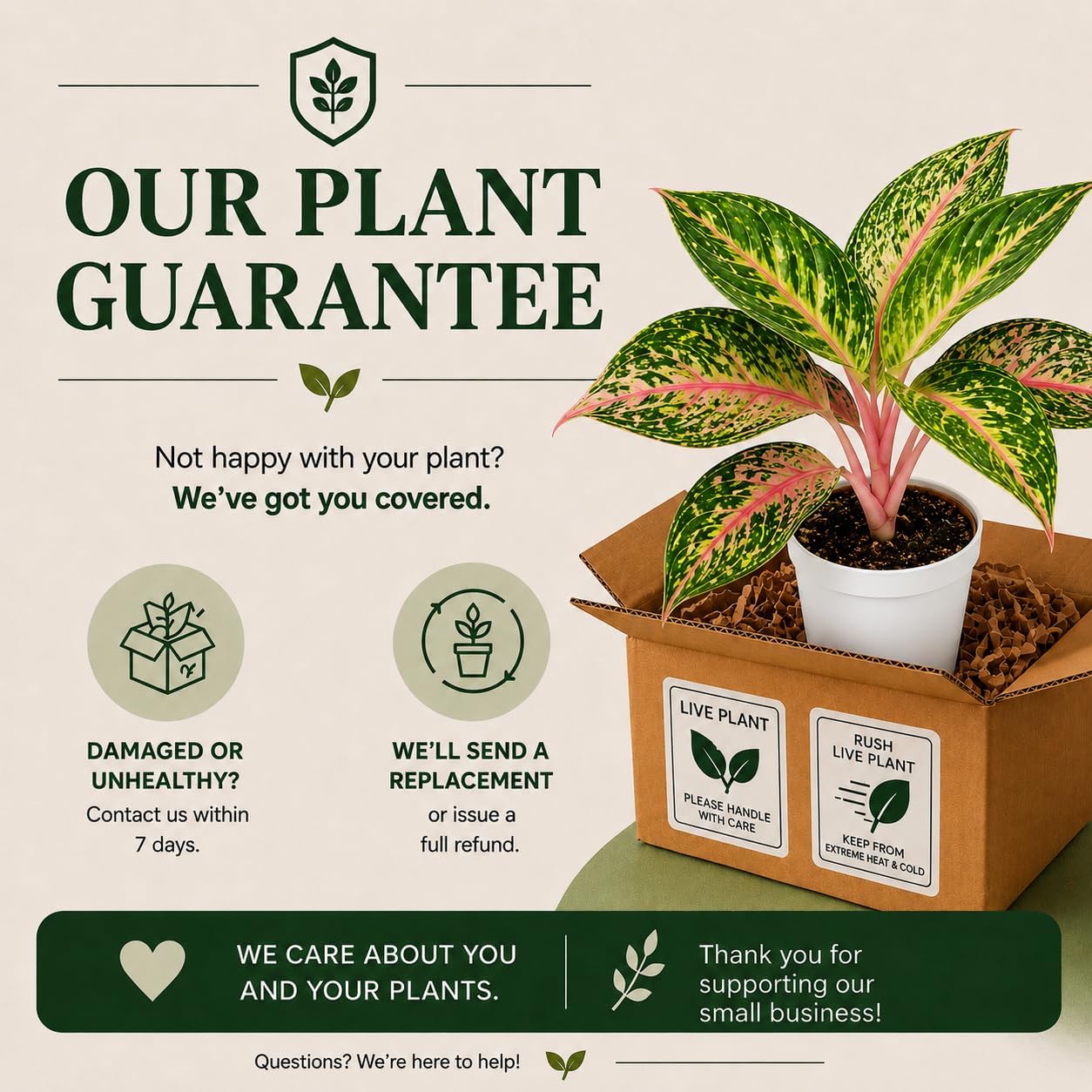 Aglaonema Sparkling Sarah Live Plant