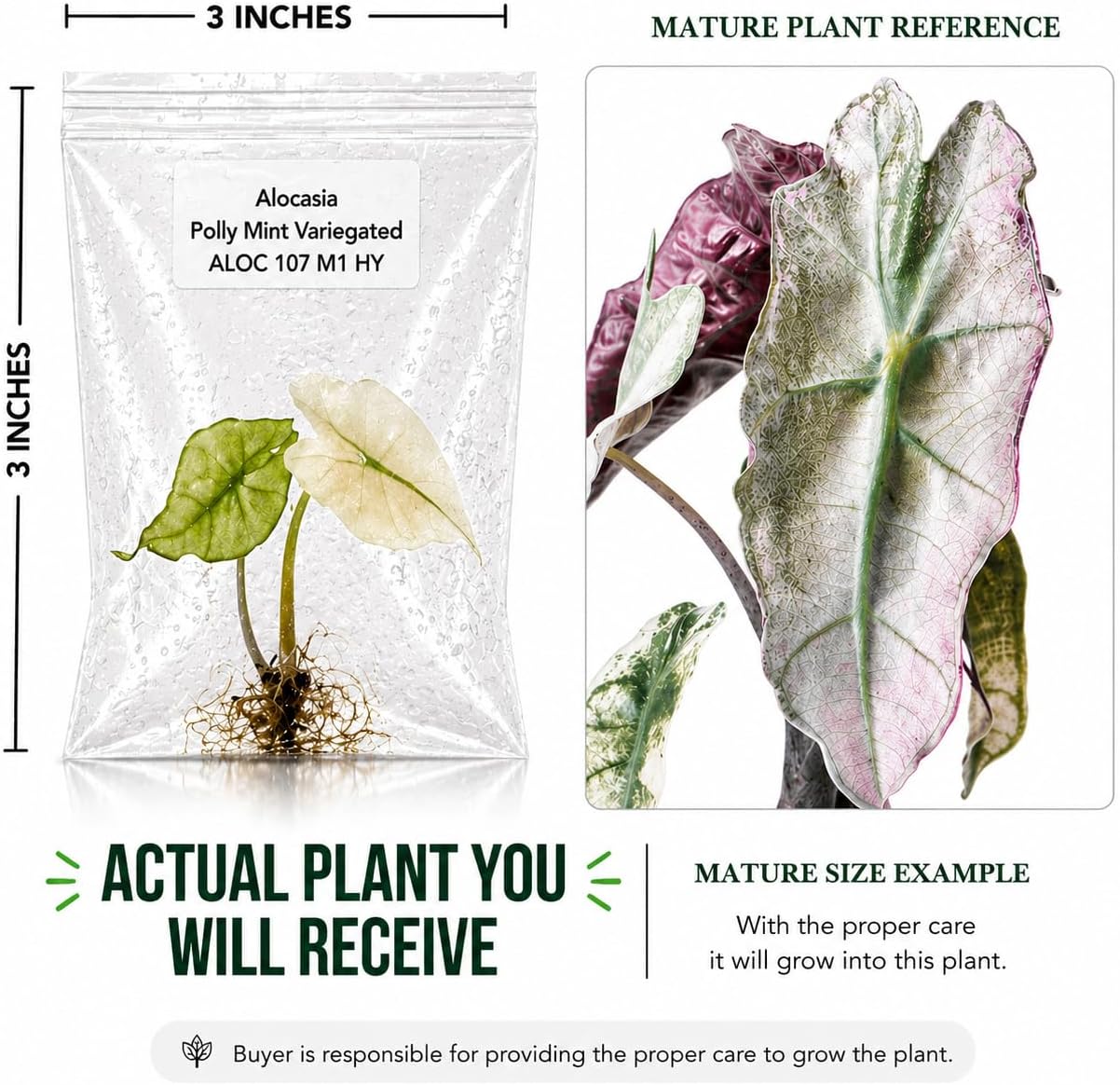 Rare Alocasia Polly Mint Variegated Tissue Culture Starter Plant