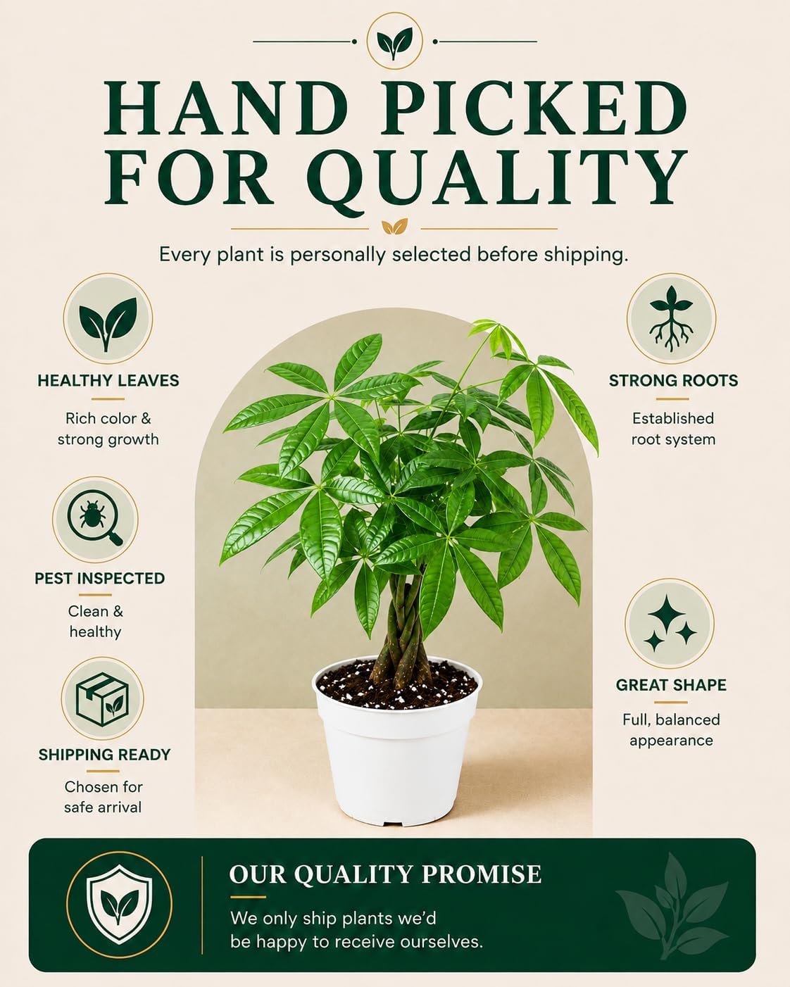 Mini Money Tree Live Plant