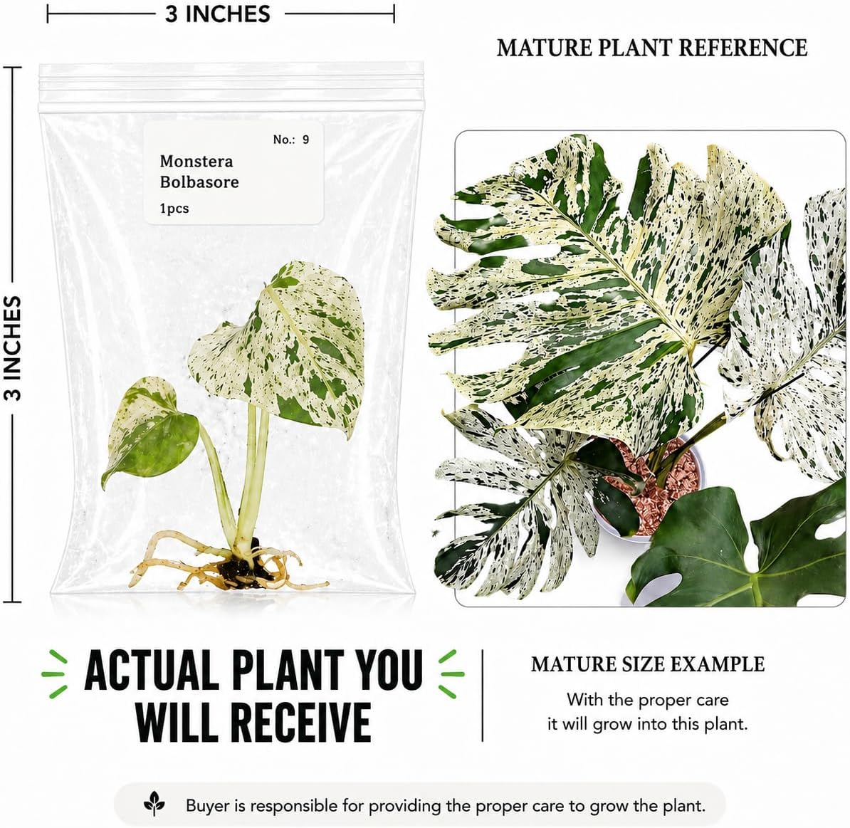 Rare Monstera Bolbasore Tissue Culture Starter Plant