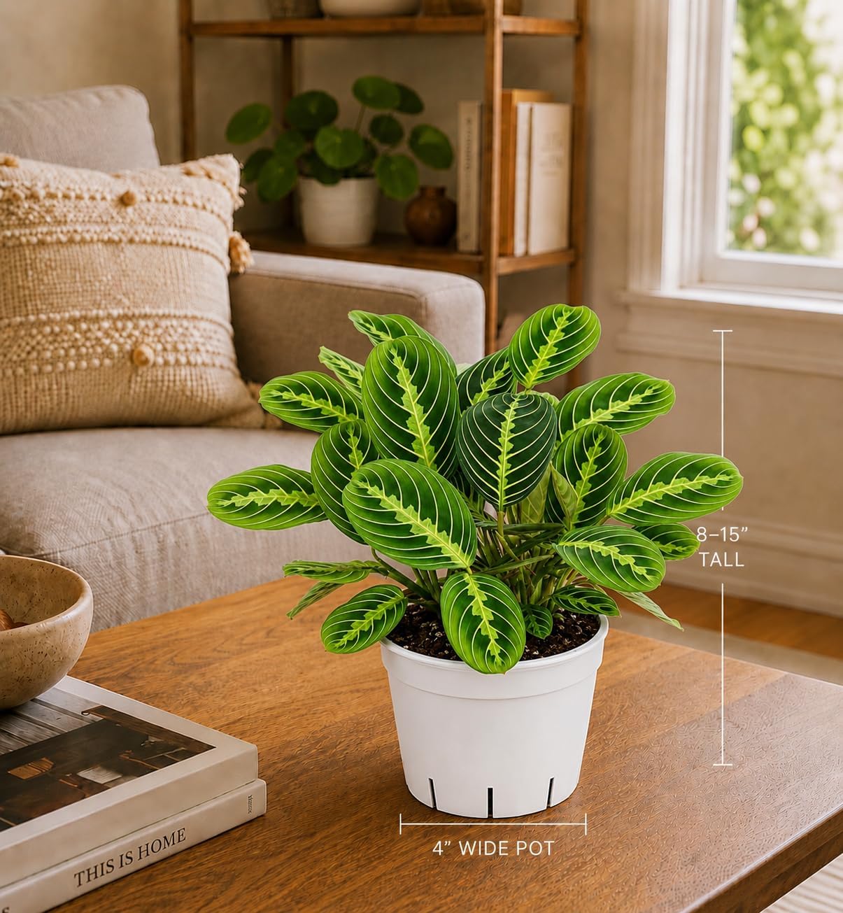 Lemon Lime Maranta Live Plant