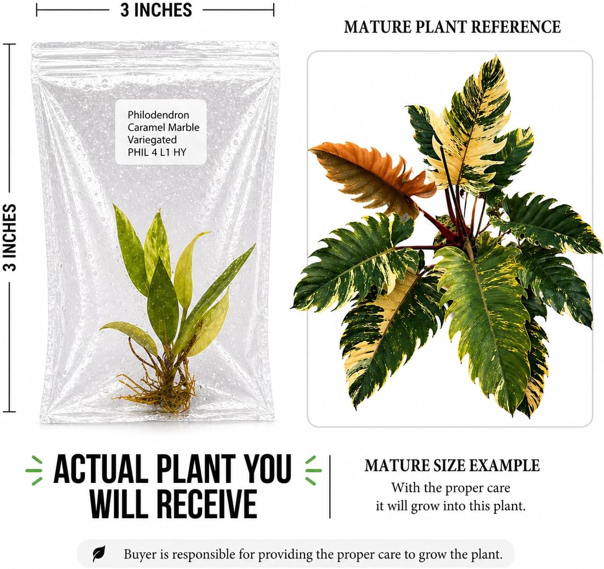 Rare Philodendron Caramel Marble Tissue Culture Starter Plant