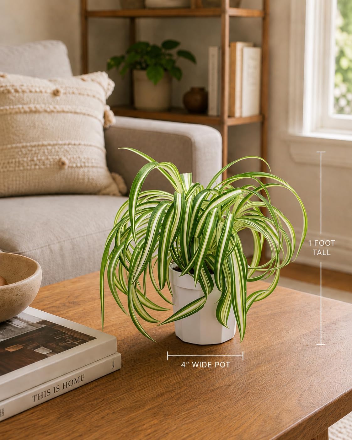 Curly Spider Plant Bonnie