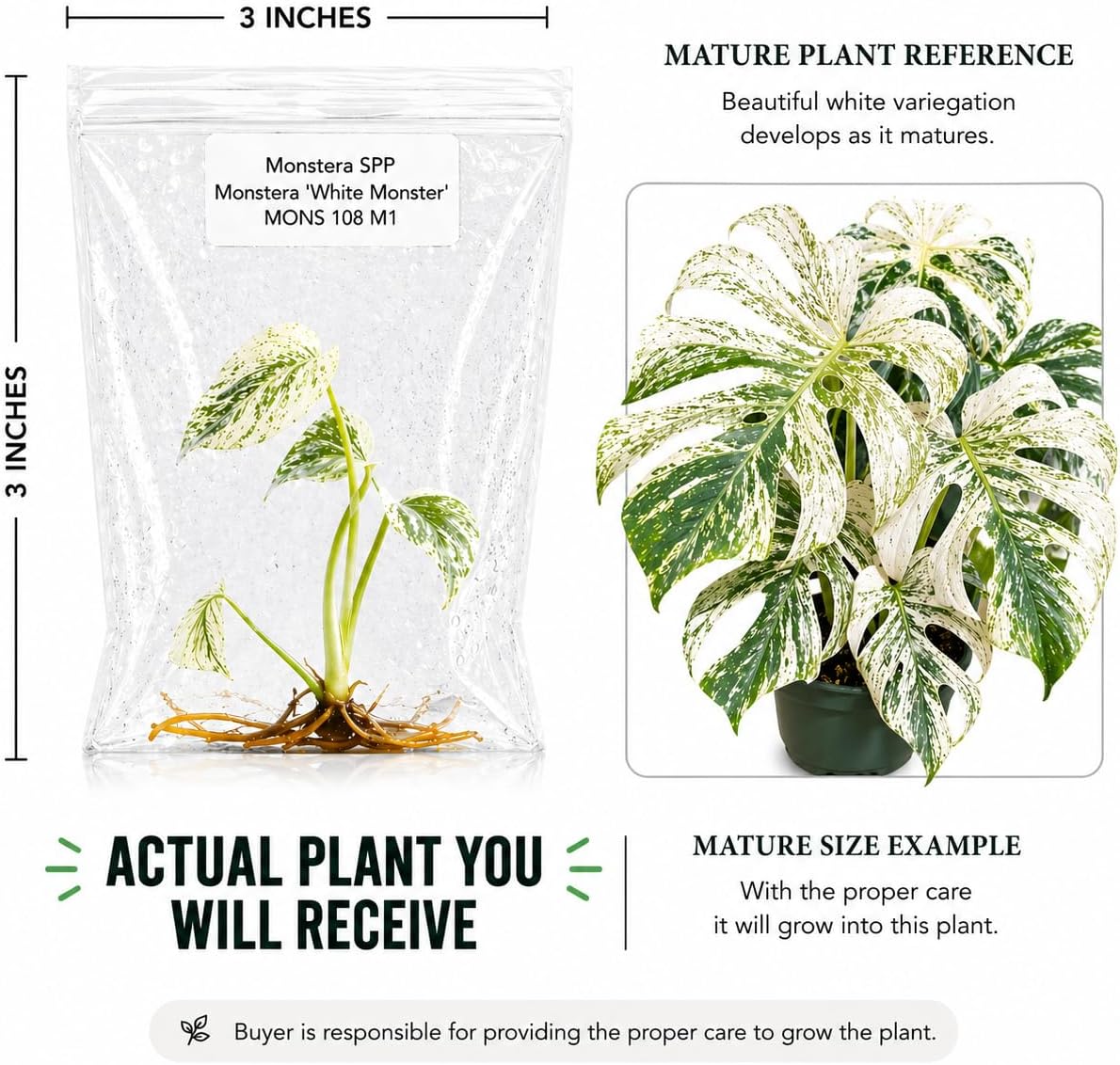 Rare Monstera White Monster Tissue Culture Starter Plants