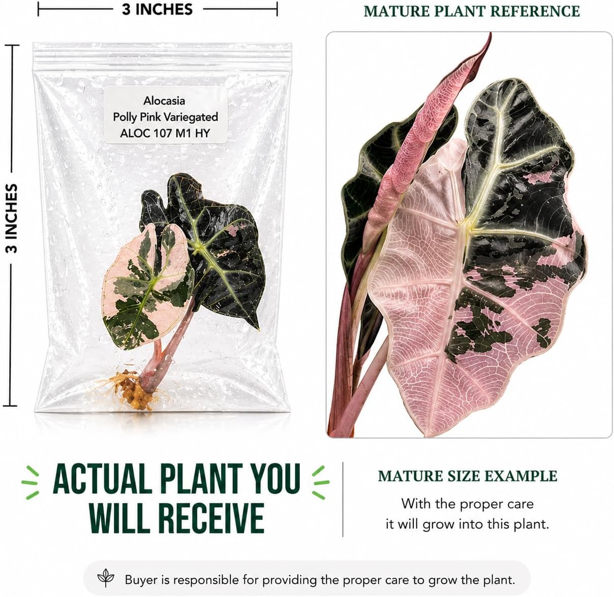 Rare Alocasia Polly Pink Variegated Tissue Culture Starter Plant