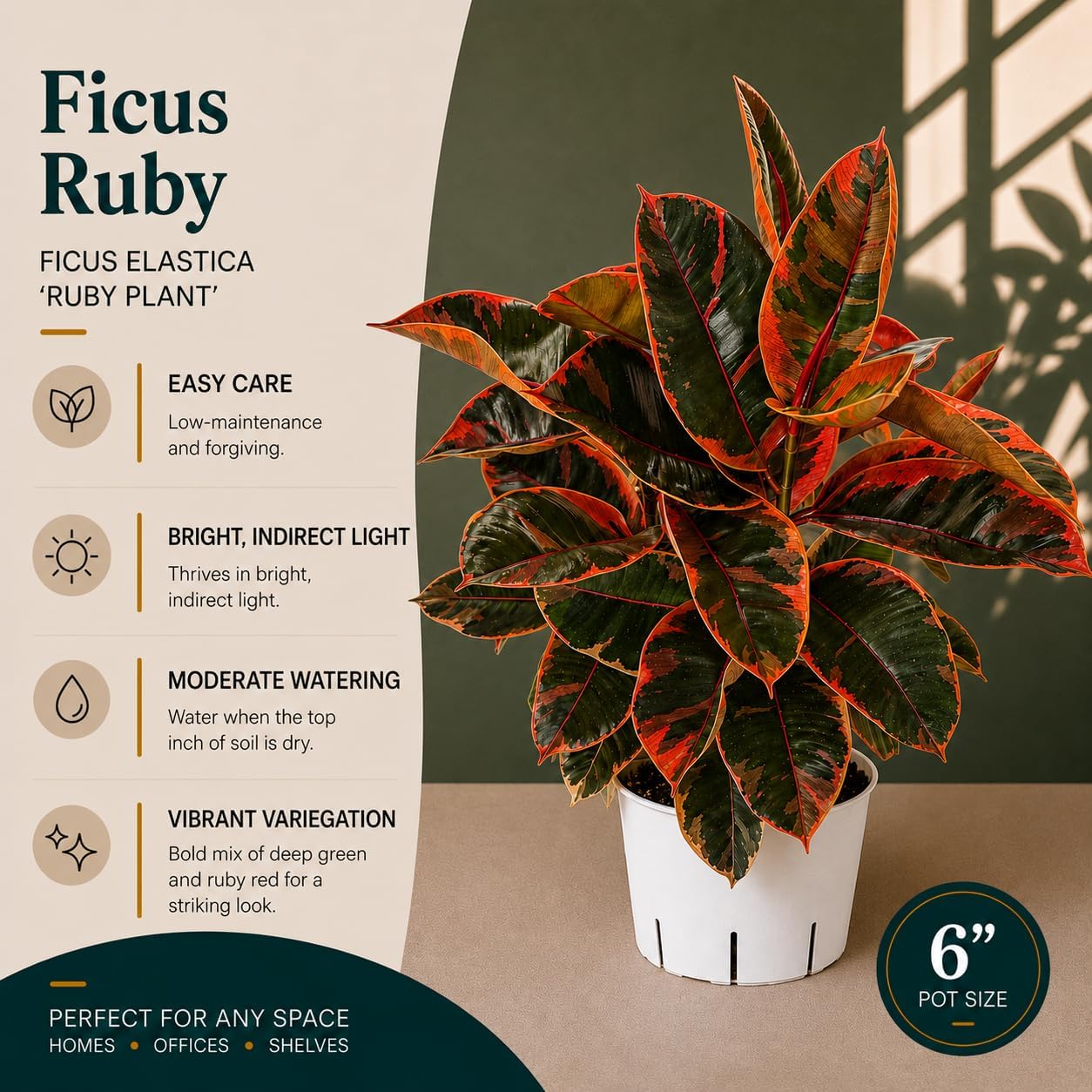 Large Ficus Ruby Live Plant