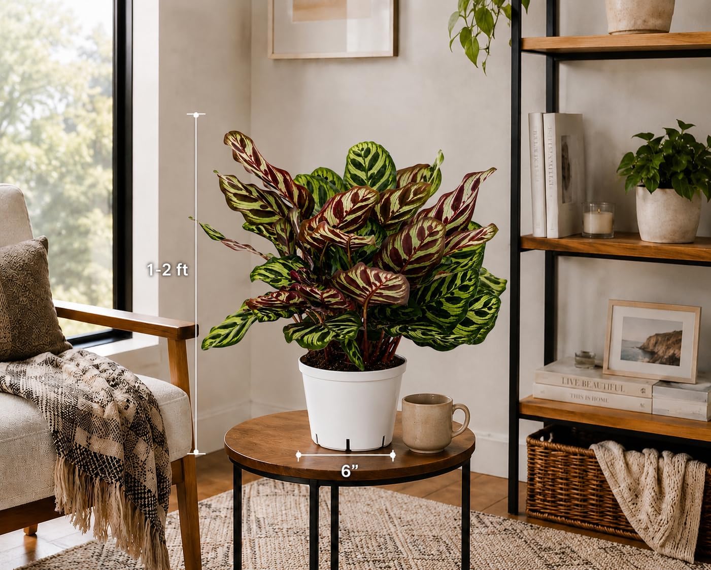Calathea Peacock Live Plant