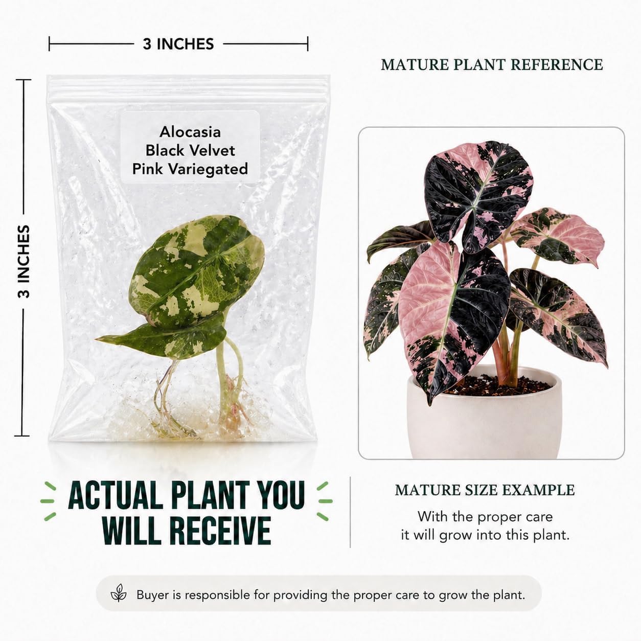 Rare Alocasia Black Velvet Pink Variegated Tissue Culture Live Plant Starter