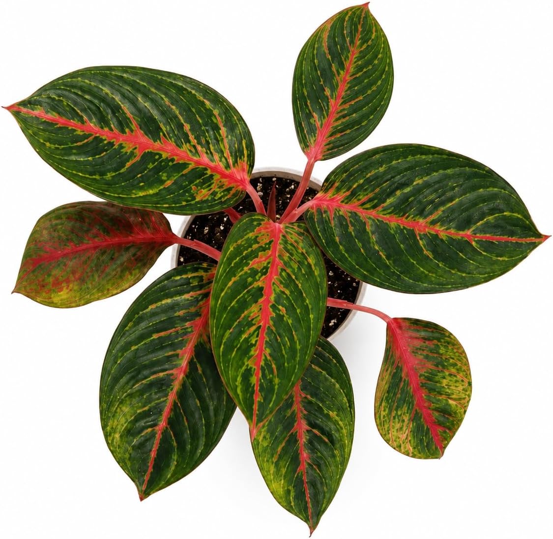 Aglaonema Garnet Live Plant