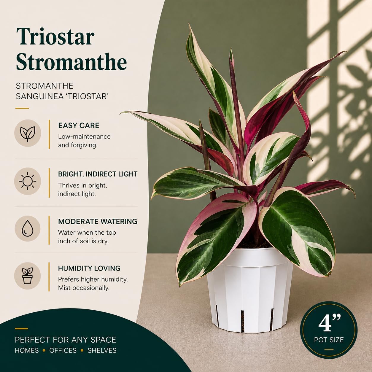 Stromanthe Triostar