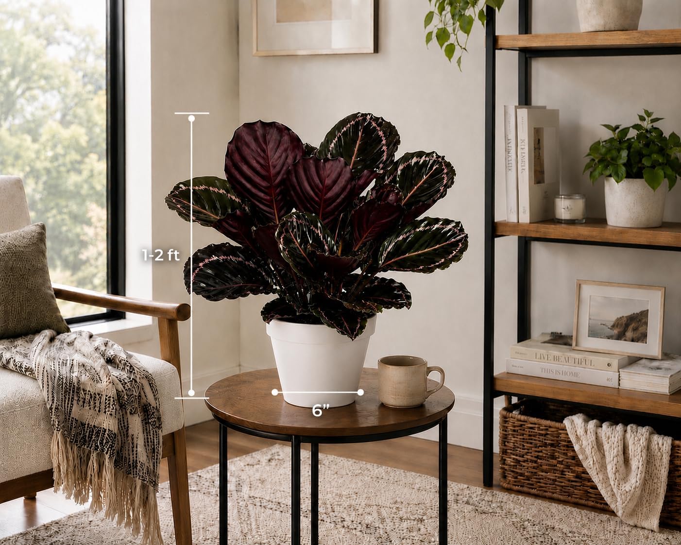 Large Calathea Dottie Live Plant