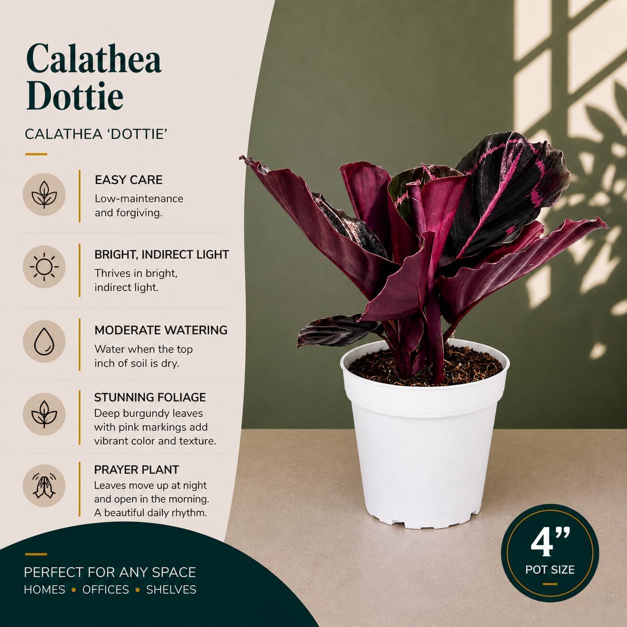 Calathea Dottie Live Plant