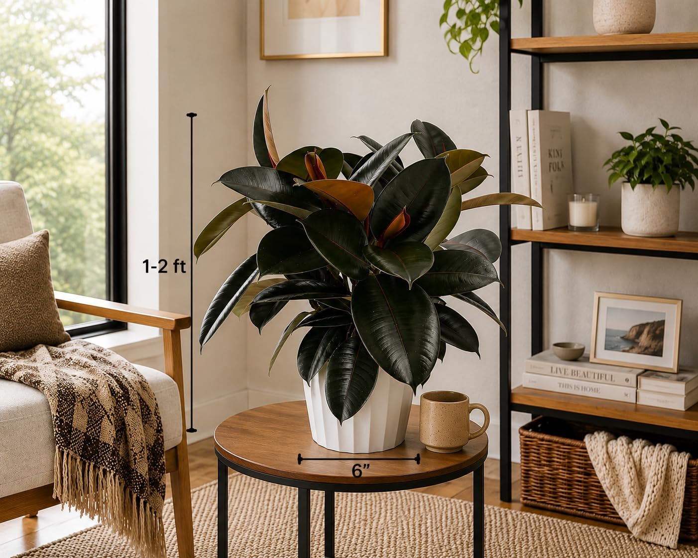 Rubber Tree Live House Plant