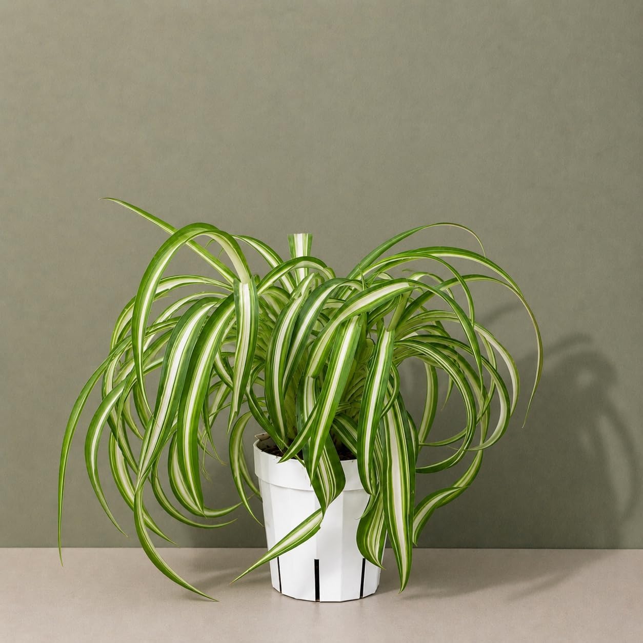 Curly Spider Plant Bonnie