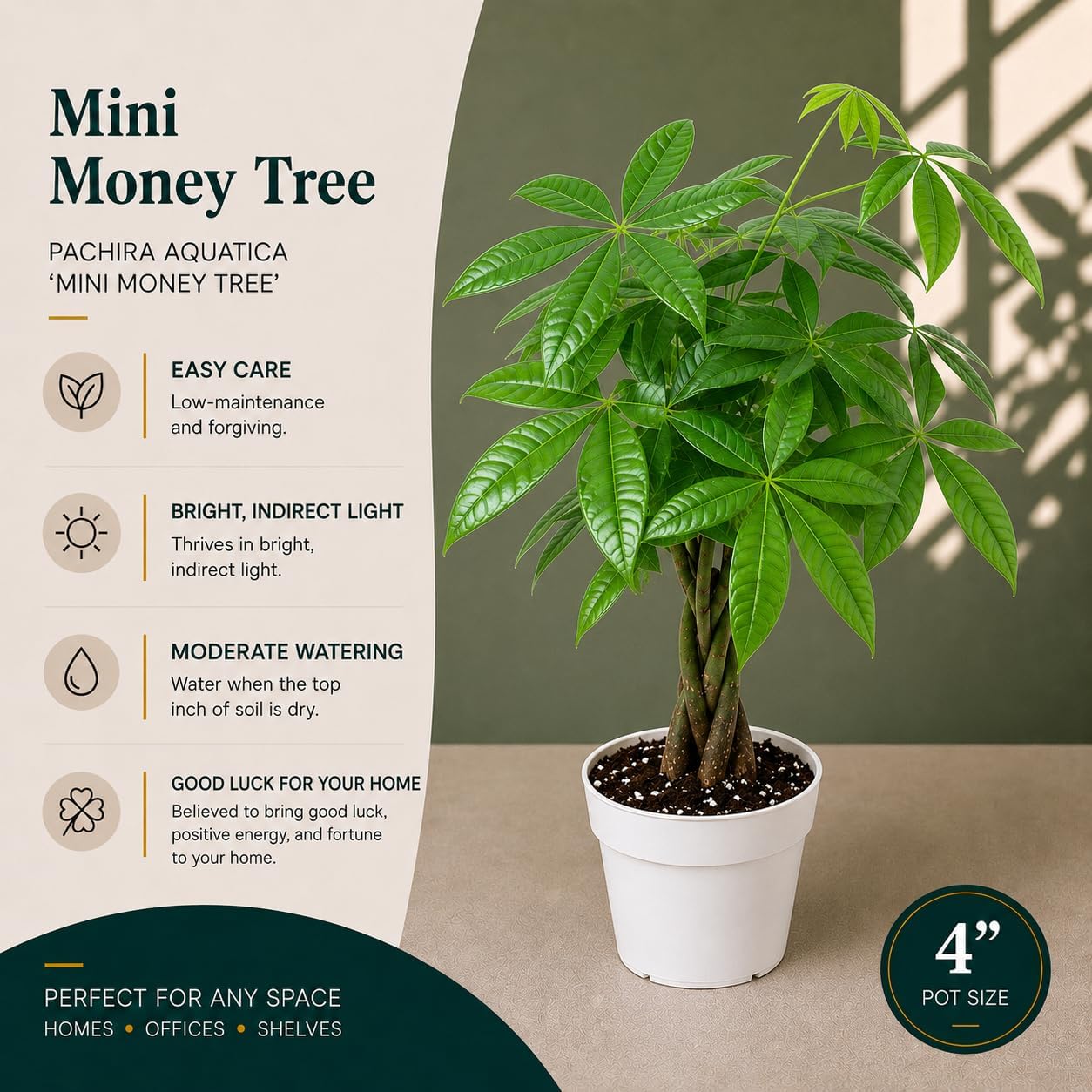Mini Money Tree Live Plant