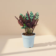 Rattlesnake Calathea Live Plant