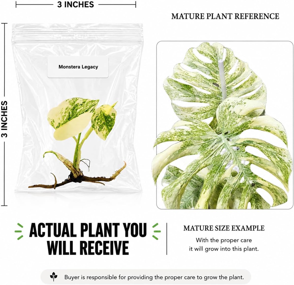 Monstera Legacy Tissue Culture Starter Live Plant