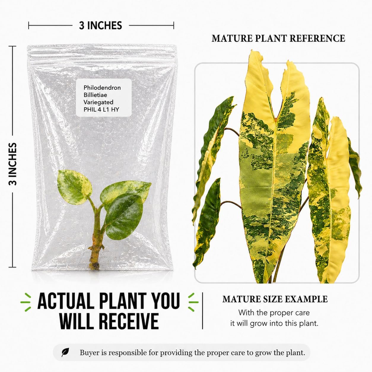 Rare Variegated Philodendron Billietiae Tissue Culture Starter Plant