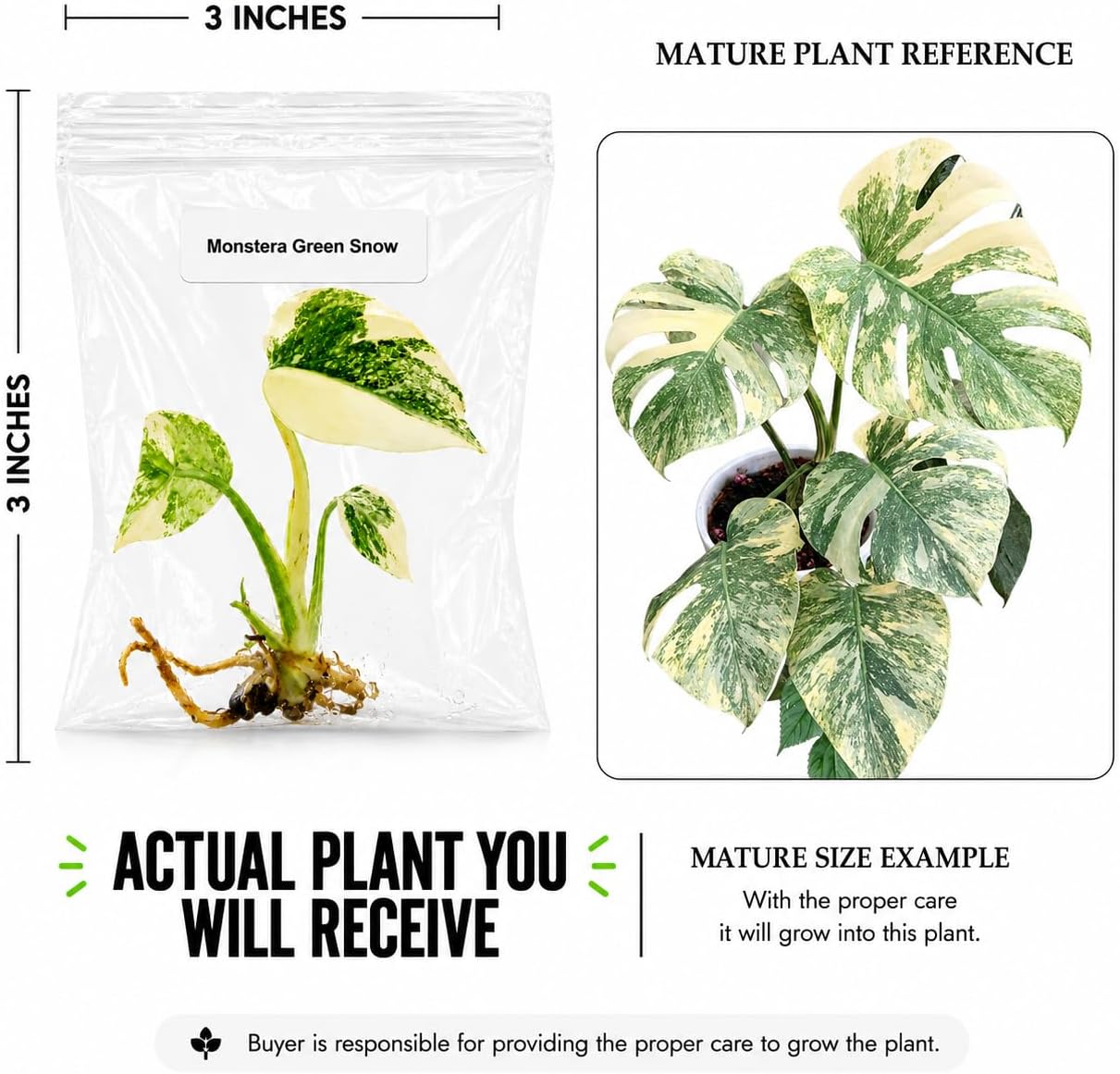 Monstera Green Snow Tissue Culture Starter Live Plant