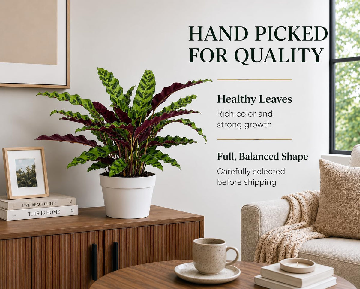 Rattlesnake Calathea Live Plant