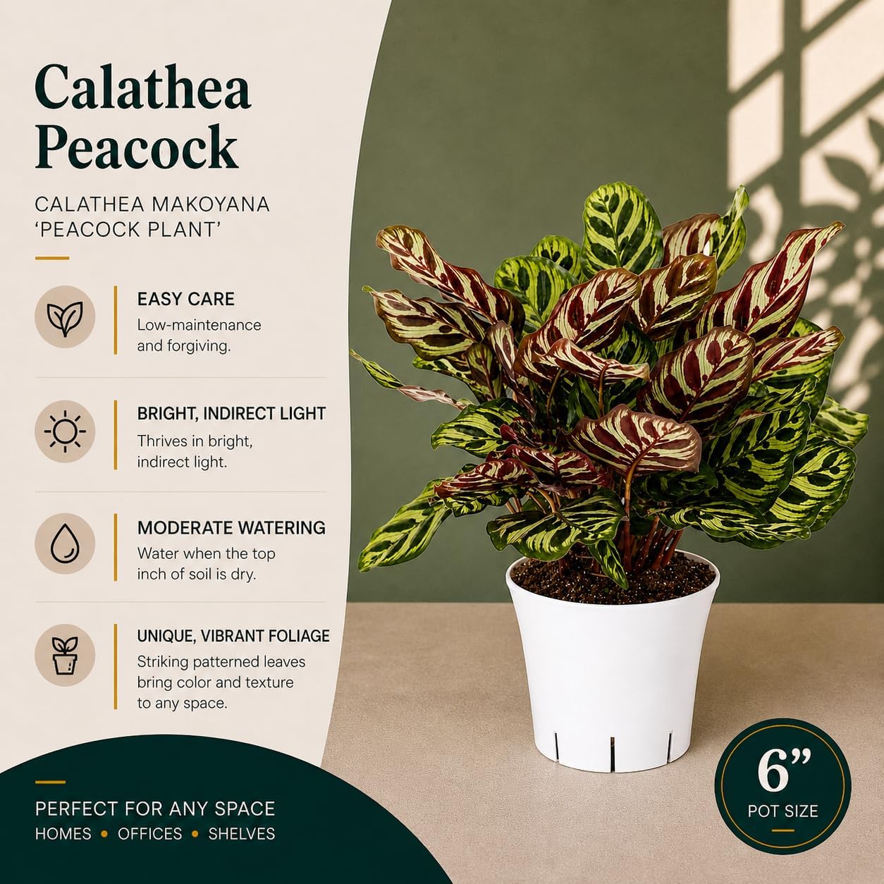 Calathea Peacock Live Plant