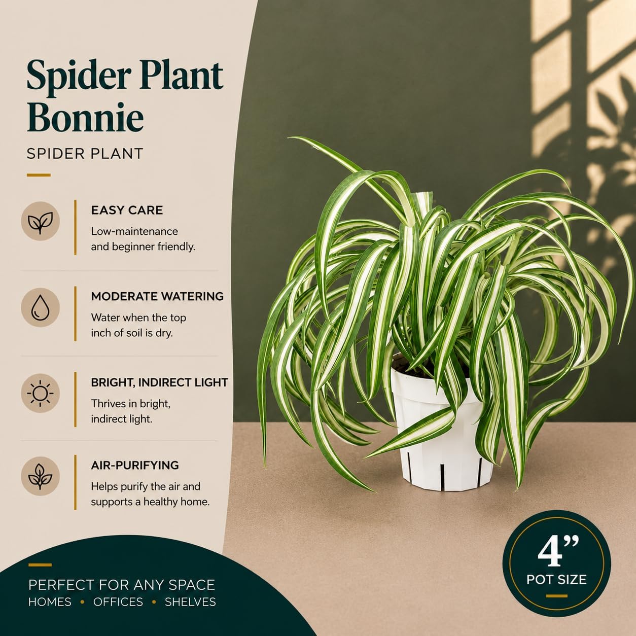 Curly Spider Plant Bonnie