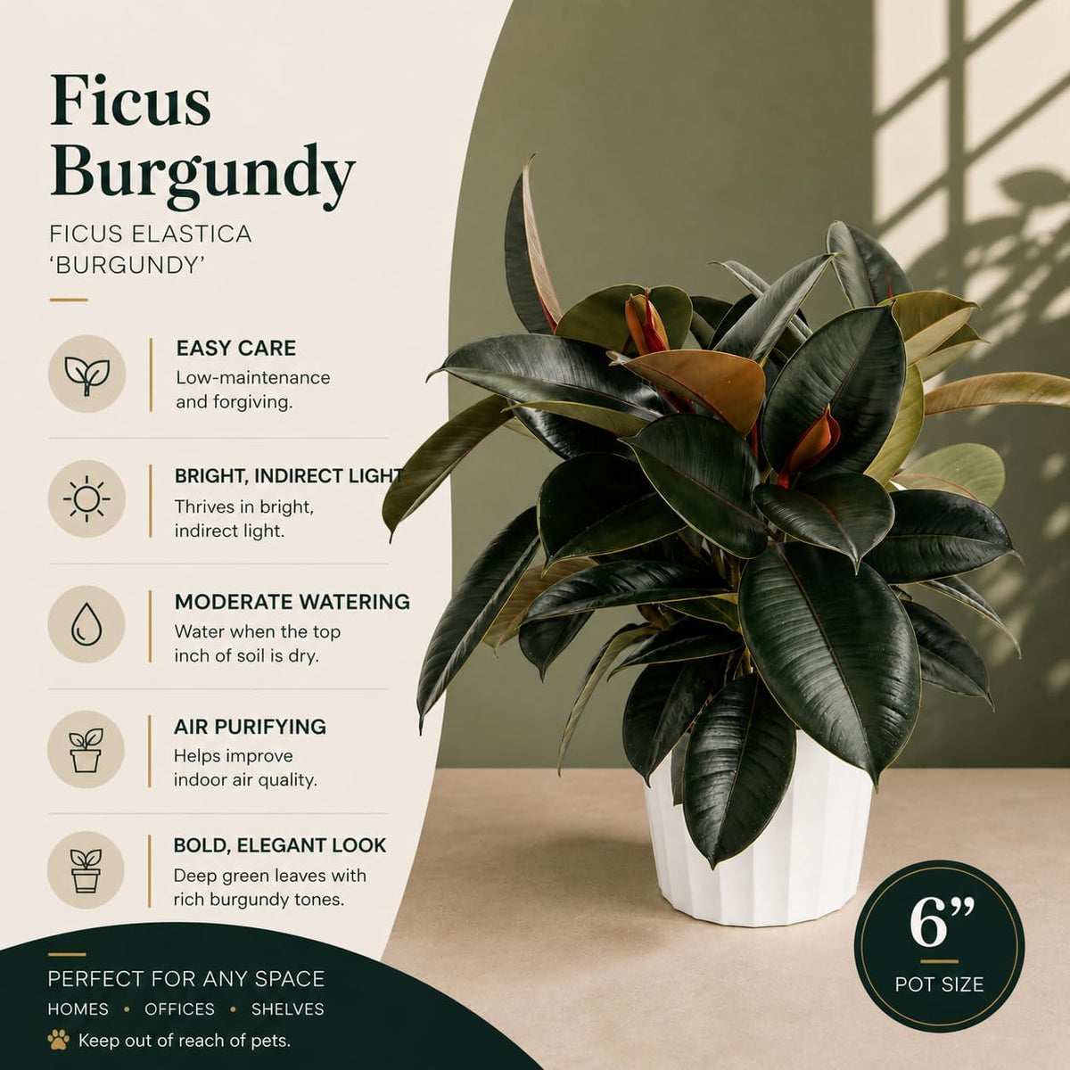 Rubber Tree Live House Plant