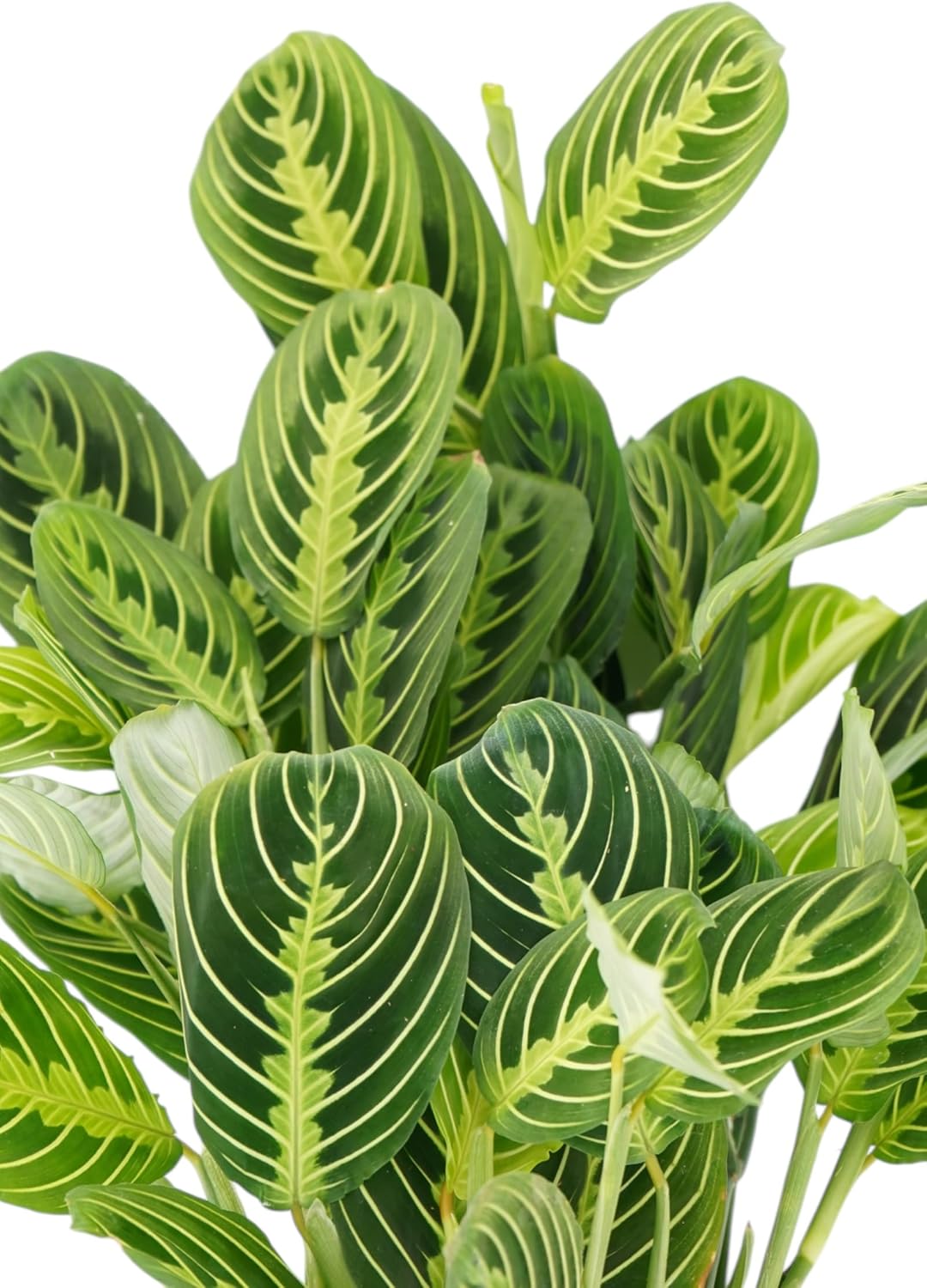 Lemon Lime Maranta Live Plant