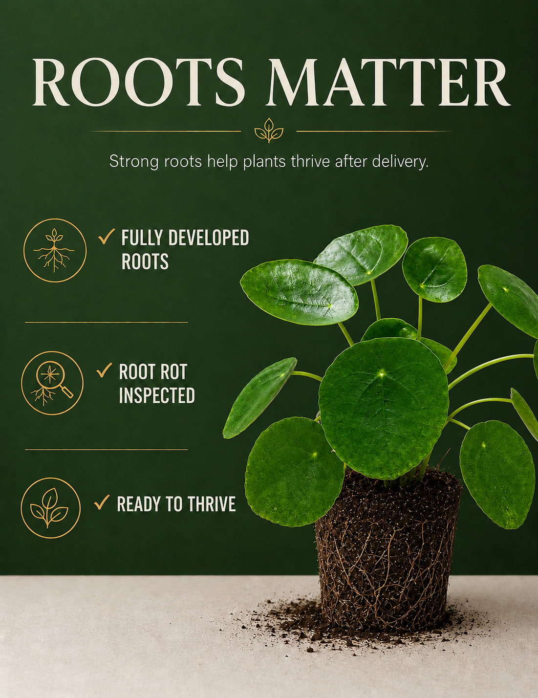 Chinese Money Plant