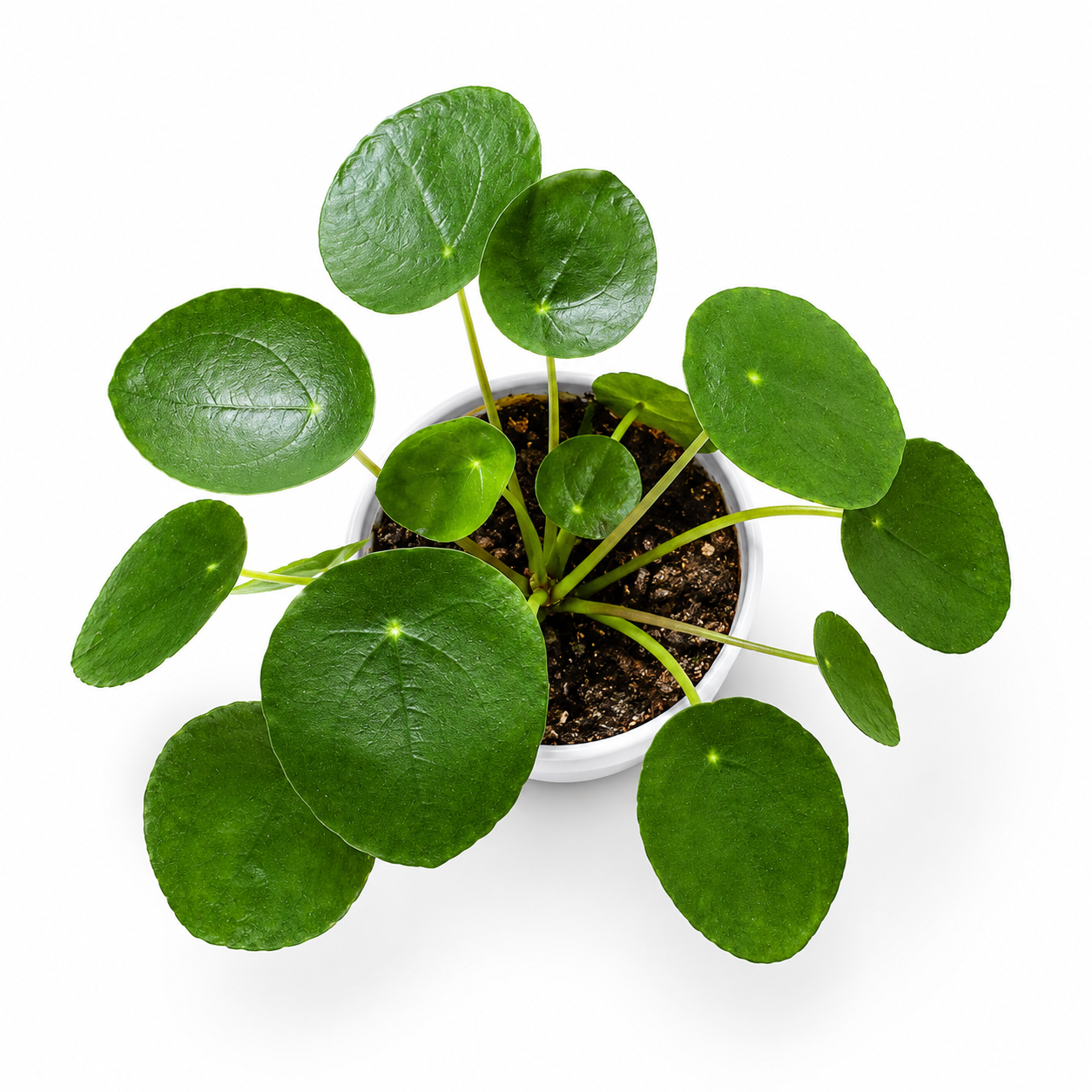 Chinese Money Plant